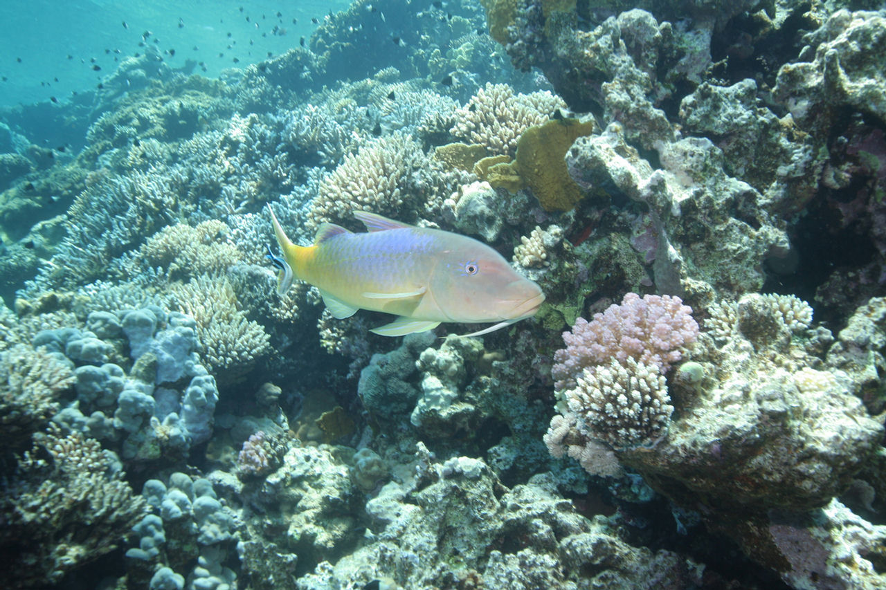 Parupeneus cyclostomus (Triglia gialla)